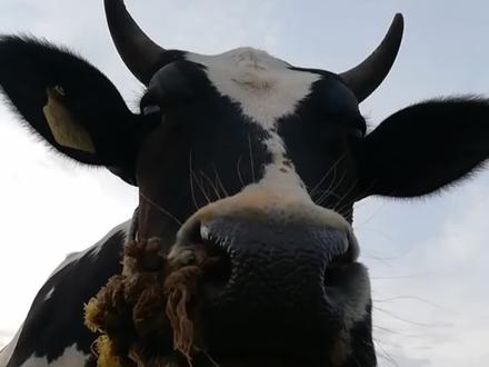 认识牛叫的声音:牛牛可爱吗?勇敢牛牛,不怕困难#动物 #动物世界 #地球 #启蒙早教 #奶牛