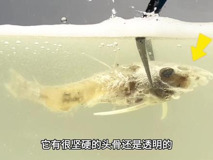 把一只清道夫扔进漂白水!它居然融化了! #清道夫奇葩试验 #清道夫 #趣味实验