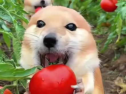 刀盾也太可爱了吧!#我的刀盾 #动物成精 #动物萌时刻