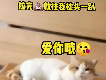 猫咪不睡猫窝?快乐水喷哪儿睡哪儿,对猫薄荷不感兴趣的主子可以试试,虫瘿果提取贼上头!
#猫咪快乐水 #猫窝