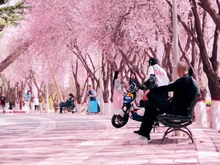 读者大道 樱花盛开
#感受春的气息 #兰州赏花