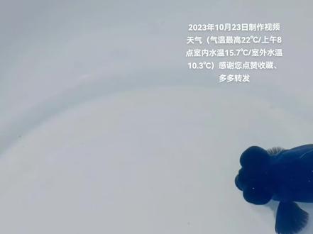 蝶尾金鱼#金鱼乔 #鹅头红金鱼 蝶尾是一种非常美丽的俯视金鱼,非常适合刚开始玩金鱼的朋友🙂感谢您点赞收藏、多多转发🐟