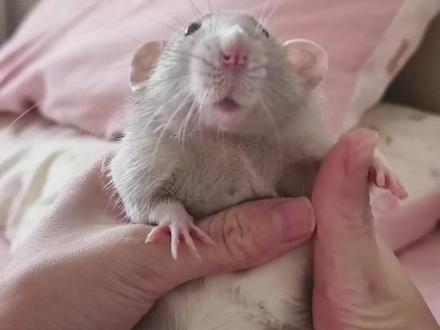 还有一个老鼠变乖秘诀 就是吃我家的鼠粮