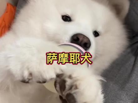 狗届微笑天使-萨摩耶#萨摩耶大白 #微笑天使萨摩耶