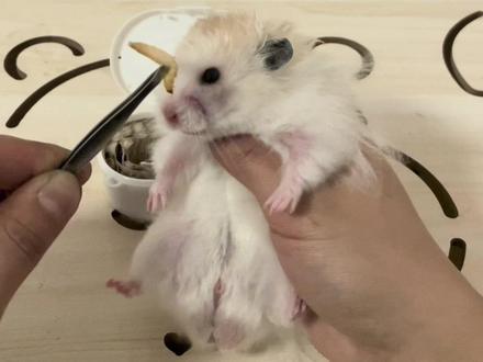 给仓鼠吃玉米虫是怎样的体验 #养鼠日常分享 #仓鼠 #金丝熊