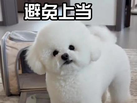 你发图,我来看#比熊 #宠物 #涨知识
