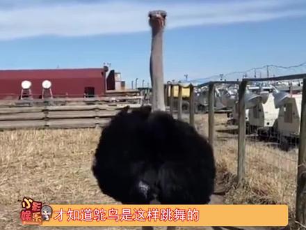 跳的很好 下次别跳了