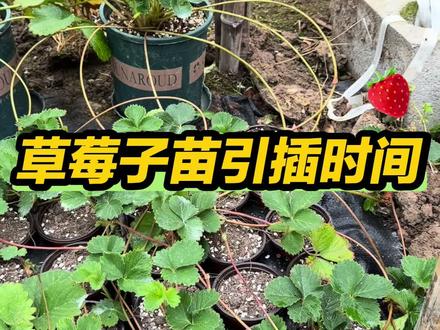 草莓子苗什么时候引插好 来看看#草莓#草莓子苗#草莓育苗#农业技术#种植小技巧