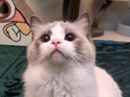 养布偶不能只吃猫粮!容易得喵尿闭。#布偶 #布偶猫 #猫