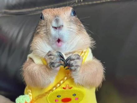 最近有好多朋友问我黑尾土拨鼠可不可以个人饲养 今天为大家带来一期黑尾土拨鼠简介 有喜欢黑尾土拨鼠可以联系主播哦#黑尾土拨鼠 #北美黑尾土拨鼠 #黑尾土拨鼠的日常生活 #神奇动物在抖音 #人与动物和谐共处