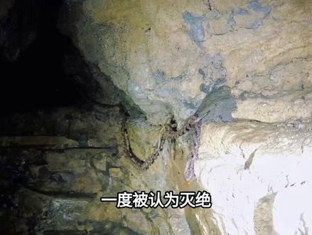 一度被认为灭绝!2025年云南一山洞中发现6条,已消失近半个世纪#洞穴盲鱼#科普一下#科普#涨知识#冷知识