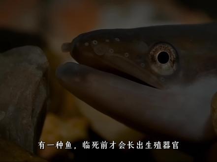 鳗鱼到底是从哪来的? 2000多年的未解之谜, #鳗鱼 #海洋生物 #科普 #未解之谜