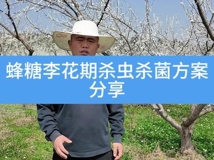 蜂糖李花前花后杀虫杀菌剂用药方案分享,防为主治为辅#大洋蜂糖李 #果树花期管理 #优质农产品