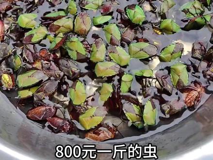 800元一斤的虫,你敢吃吗? #虫子美食 #抖音美食推荐官 #各种虫美食