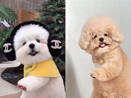 小狗醉酒跳舞ai特效免费制作入口教程来了~宠物跳舞ai生成 宠物跳醉舞ai生成 小狗跳舞ai特效 宠物跳醉舞ai教程 小狗醉酒跳舞ai ai抽筋舞特效 ai跳舞一键生成入口 狗狗ai跳舞一键生成入口 宠物跳醉舞ai生成 小狗醉酒跳舞ai 小狗跳醉舞ai生成 狗狗ai生成跳舞 小狗跳舞视频怎么制作 小狗跳舞视频ai 小狗跳舞ai特效 小狗跳舞视频怎么制作剪映#小狗跳舞ai特效教程 #小狗醉酒跳舞ai #ai身体突然会跳舞 #ai小狗跳舞 #谁教狗狗这样害羞的呢 拍狗狗舞蹈视频支架机位 小狗跳舞视频素材 小狗跳舞视频怎么剪辑 小狗跳舞视频 小狗跳舞 小狗跳舞的视频教程简单 小狗醉酒跳舞原视频 小狗醉酒跳舞教程 小狗喝醉跳舞视频素材 小狗醉酒跳舞 小狗跳舞教学拆解 小狗醉酒 小狗跳舞教程 小狗醉酒名场面 小狗醉酒视频 狗狗ai跳舞一键生成入口 ai小狗喝醉酒跳舞的视频 宠物ai特效入口 ai跳舞一键生成 醉小狗跳舞ai生成教程 狗狗跳舞ai特效拍同款 ai狗狗跳舞特效 ai狗狗跳舞教程 ai身体突然会跳舞 ai狗狗跳舞 ai狗狗跳舞一键生成入口 ai狗狗跳舞素材 ai狗狗跳舞生成 ai狗狗跳舞扭屁股 ai跳舞一键生成入口 导入一张照片会自动跳舞 免费ai跳舞视频生成软件 ai跳舞 ai跳舞视频生成软件 免费ai视频生成软件 ai生成视频跳舞 一键生成跳舞视频 ai跳舞一键生成入口剪映 比熊ai跳舞 比熊和泰迪的区别 比熊 比熊犬多少钱一只 比熊叫声 比熊特效 狗狗跳舞ai特效指令 小狗醉酒跳舞ai 狗狗ai跳舞视频怎么弄的 狗狗跳舞ai特效 狗狗跳舞ai 狗狗ai特效 狗狗跳舞ai特效素材 狗狗特效ai生成 小狗醉酒跳舞 小狗跳舞技巧 小狗跳舞手势舞 小狗跳舞介绍视频怎么剪 小狗跳舞教程ai 小狗跳舞怎么制作 小狗跳舞教学 小狗跳舞卡点 ai小狗跳舞 狗狗跳舞的视频怎么拍的 狗狗跳舞的视频 狗狗跳舞视频 狗狗跳舞的视频剪辑 狗狗跳舞的视频素材 狗狗跳舞的视频怎么ai制作 狗狗跳舞的视频搞笑 狗狗跳舞的视频ai 狗狗醉酒跳舞ai特效 狗狗醉酒跳舞视频AI 狗狗醉酒ai视频生成 狗狗醉酒跳舞特效 狗狗醉酒跳舞视频 狗狗ai跳舞 狗狗醉酒跳舞ai生成视频教程 狗狗醉酒跳舞模板 狗狗跳舞ai特效您视 ai狗狗跳舞指令