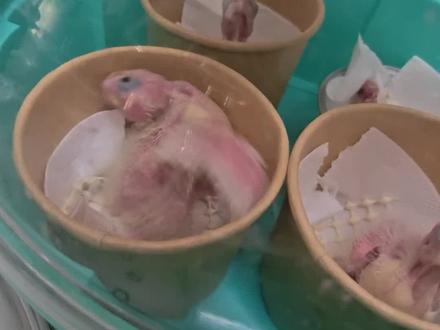 尸变玄凤鹦鹉它好了合集#零天手养玄凤鹦鹉 #人工孵化玄凤鹦鹉 #玄凤鹦鹉日常 #玄凤鹦鹉怎么养