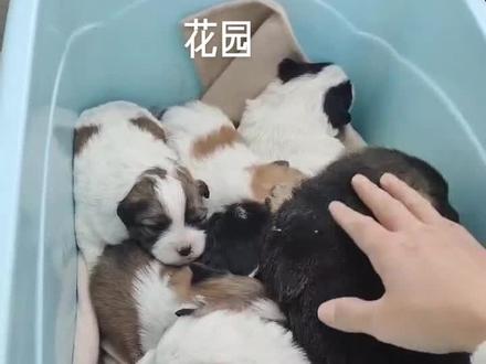 流浪狗狗求免费领养限贵阳