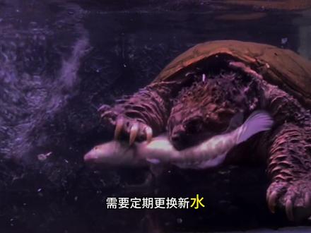 佛州拟鳄龟科普介绍(佛鳄龟百科介绍) 佛州拟鳄龟是很凶猛的食肉动物,头颈部有众多凸起的尖刺,为拟鳄龟属中最发达,一度成为该物种的辨别标识。本期视频就详细介绍佛州拟鳄龟的生物学,头刺作用,如何培养头刺,纯佛和北美拟鳄龟的区别,杂佛辨别,原产地分布,习性,饲养环境布置,饮食,繁殖,冬眠,以及保护现状。
佛州拟鳄龟属于鳄龟科拟鳄龟属,拟鳄龟属包含三个物种,分别是南美拟鳄龟,中美拟鳄龟和北美拟鳄龟。佛州拟鳄龟是北美拟鳄龟的地域种。佛州拟鳄龟是一种大型水栖淡水龟,背甲直线长度约30~40cm,最大可达50cm。佛鳄龟的体型庞大,长相独特,极具辨识度,颈部和头部有为明显突起肉刺,背甲呈长椭圆形且无明显隆起,前窄后宽,后部有明显锯齿状,颜色一般较淡呈黄或黄褐色,黑色。腹甲前页长度不超过其背甲长度的40%。腹甲一般呈现单纯的黄色。头部较尖细,眼睛距吻端较近。倒钩状的上、下喙和三条锯齿状脊自尾巴顶端延伸至尾部。#鳄龟 #佛鳄 #佛鳄龟 #佛州拟鳄龟 #小鳄龟