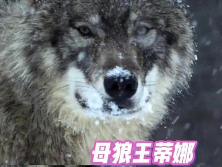 母狼王蒂娜的传奇一生#狼 #狼王 #母狼王 #传奇