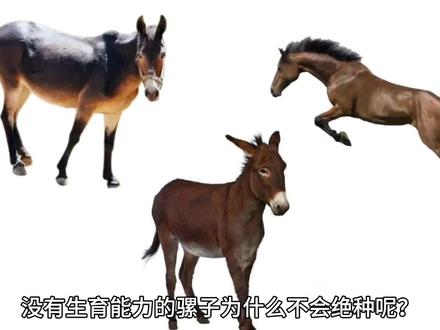 没有生育能力的骡子为什么不会绝种