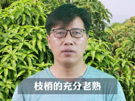 枝梢的充分老熟能使树体积累足够营养物质,为花芽分化奠定物质基础。#海南芒果 #芒果种植技术 #2023新农人计划