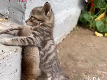 猫妈妈抓回一只大老鼠给孩子们练手,小奶猫个个要强玩的不亦乐乎。