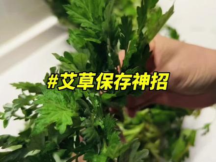 艾草这样保存,365天鲜嫩如初!做出的青团、馒头翠绿不发黑,锁住春天味道!#春天是吃艾叶粑粑的季节 #艾草保存方法#艾草 #艾草青团
