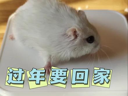 过年要回家了,仓鼠怎么办?怕它饿死、渴死了,只能先测试一下啰#仓鼠过年
#仓鼠一天要吃多少 #回家了仓鼠怎么办 #萌宠出道计划 #实测