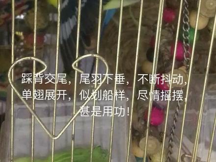 【虎皮鹦鹉】鸟类繁殖记录片,简称“ ”【踩背】#虎皮鹦鹉 #奇妙的动物 #萌宠