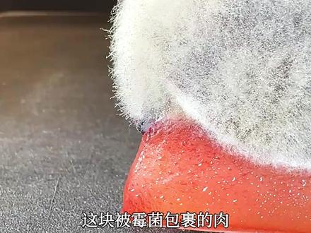 霉菌熟成的金枪鱼,日本高端美食之一 #霉菌 #科普