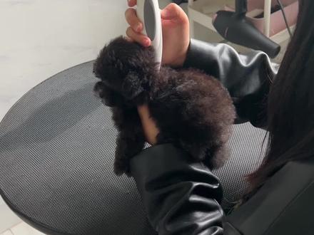 灰色泰迪能不能剃胎毛?我的建议是尽量不要剃光,慢慢修剪就行,还有得过皮肤病的灰泰迪也容易长黑毛哦
#灰泰迪 #微小体灰色泰迪