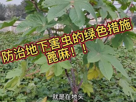 红薯田防治地下害虫的新帮手——蓖麻💪👍🏻