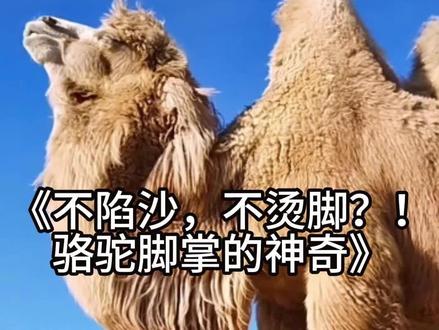 骆驼脚掌的神秘之处#骆驼 #新疆