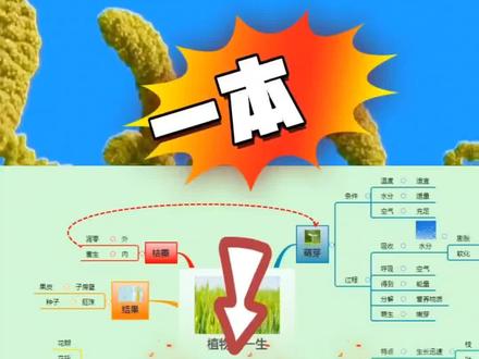 #学霸 生物植物的一生总结#思维导图 #每天学习一点点 #知识点总结 #亲子教育 @DOU+小助手