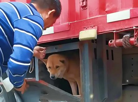 大车司机养狗好处多#养狗经验分享 #科学养宠攻略 #养狗人