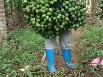 槟榔一年有三次重要的施肥时间#槟榔种植