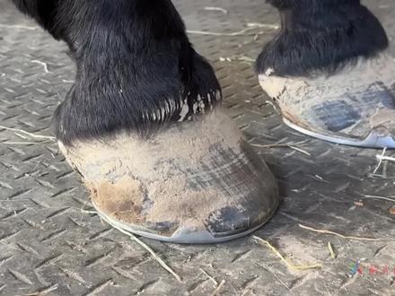 修马蹄,马蹄换装如此简单,看完我也会了!(竖屏)#修马蹄