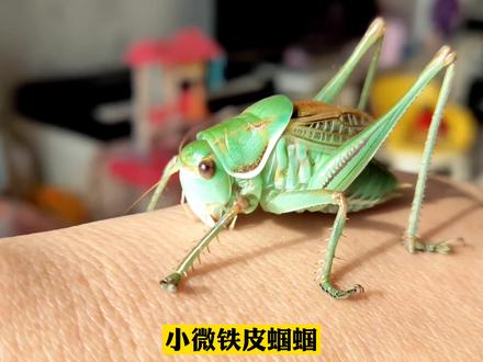 新脱蝈蝈只养活了30天,太可惜了!盘点它底板不足的三大表现