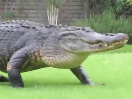 史上最大鳄鱼,被它盯上,你能跑掉吗,欢迎留言。#鳄鱼 #最大鳄鱼 #鳄鱼爬