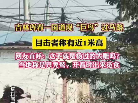 吉林珲春一国道现“巨鸟”过马路,目击者称有近1米高。