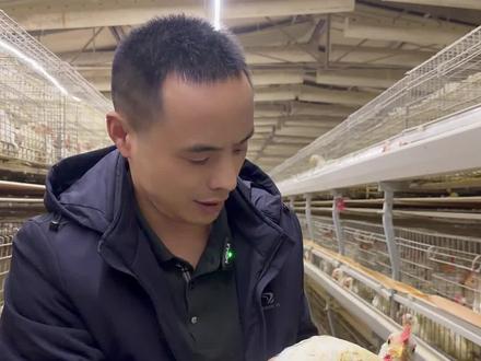 养鸡怎么养#肉鸡养殖小妙招 #肉鸡养殖 #肉鸡实战技术分享 #科学养鸡 #科学养鸡小秘招