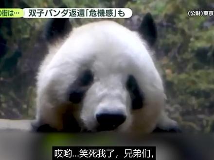 著名日本爱国人士:用熊取代熊猫!!! #日本最后一只熊猫 #日本 #大熊猫