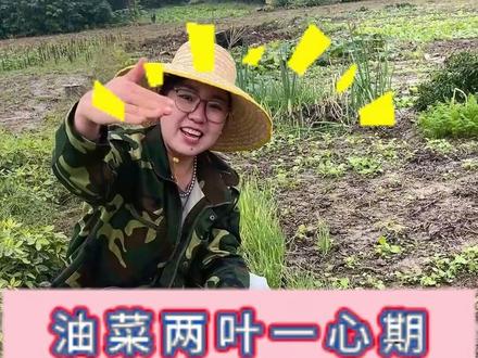 油菜两叶一心一定要小心 #三农#农业种植#油菜种植#油菜荚多宝