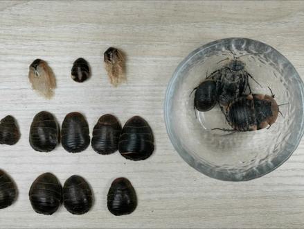 揭秘系列——土鳖虫:来看看当年致富经没有告诉你的土元秘密#土鳖虫 #土元 #中药鉴定 #中药 #科普 #揭秘