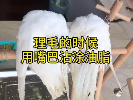 #玄凤鹦鹉 #鹦鹉 #萌宠 以前做的一个视频,鹦鹉屁股流血,给需要帮助的鸟友看