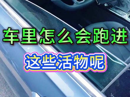 车里怎么会跑进这些活物呢