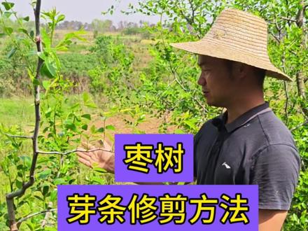 春季枣树修剪方法#枣树管理 #枣头修剪#枣树抹芽