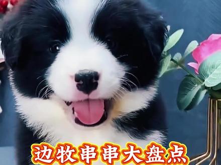 边牧串串大盘点,快看看有没有你家的狗狗!#边牧 #宠物狗 #比熊