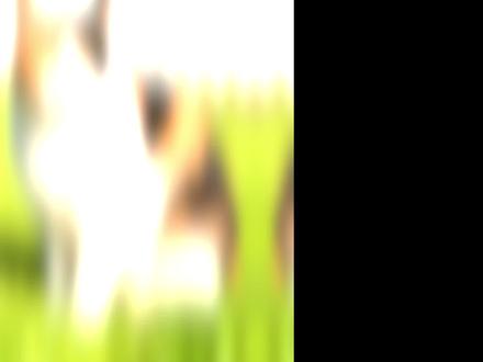 不用拍摄剪辑,一句话生成宠物带货视频 #小云雀AI #小云雀爆款马上成片 #小云雀seedance #宠物带货视频 #电商带货