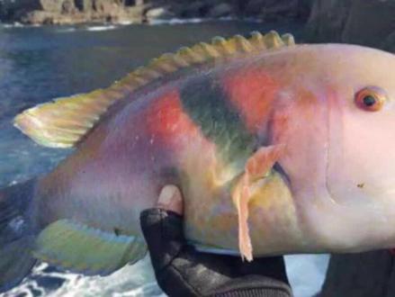 什么鱼最聪明?#什么鱼最聪明 #钓鱼人 #钓鱼 #海洋生物 #钓鱼人就是这么疯狂